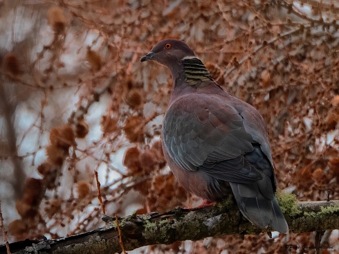 Paloma araucana