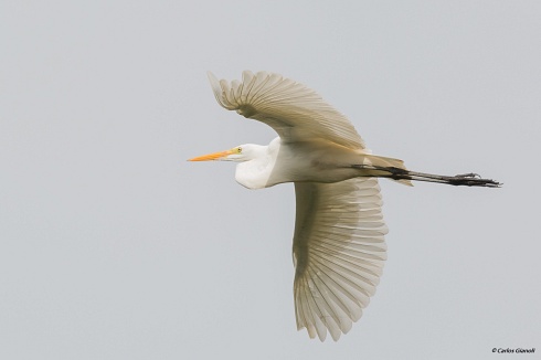 El arte de volar: Garza Blanca.