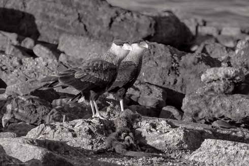 Posando a la antigua, en blanco y negro.