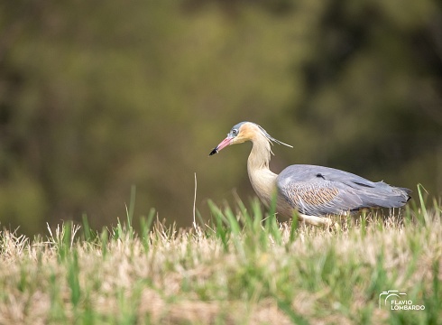 Garza chiflona