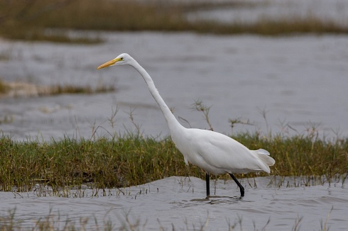 Garza blanca