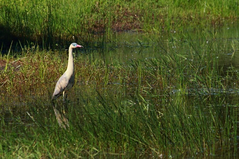 Garza en Posada De Los Pjaros, en Tandil