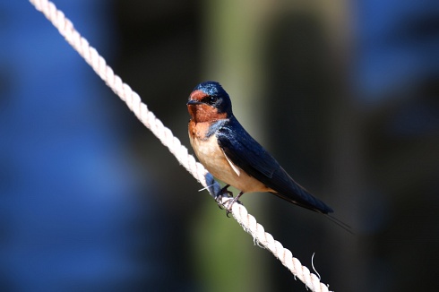 Golondrina Tijerita