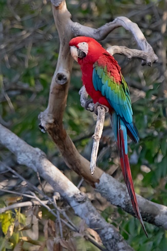 Guacamayo Rojo