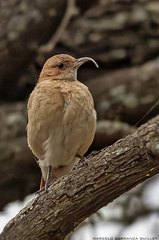 Hornero o chinchero?