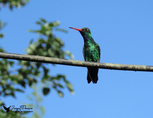 El verde 2