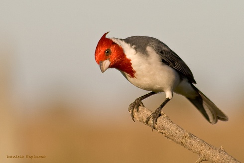 Cardenal
