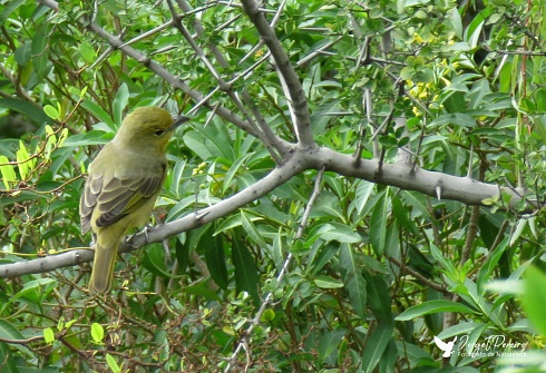 fueguero