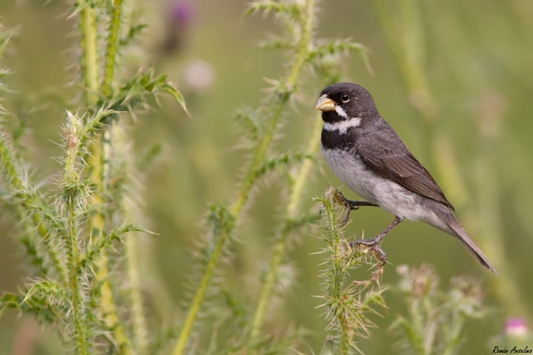 Corbatita comn - Sporophila caerulescens