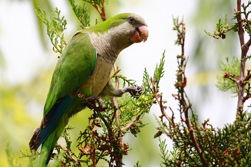 Cotorra comiendo