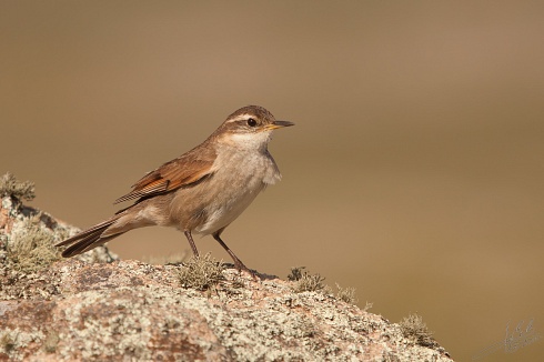 ultima salida del ao - Remolinera Serrana (Cinclodes comechingonus)