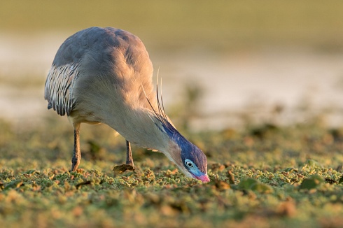 Buscando la cena