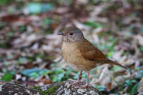 El Sabi