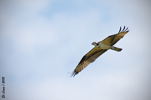 guila pescadora