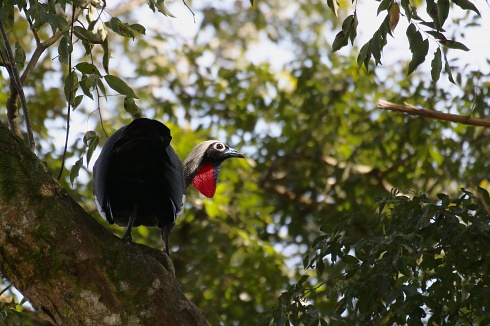 Yacutinga