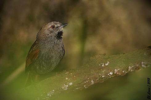 Piju negruzco en San Sebastin de la Selva