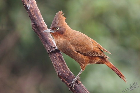 Cacholote castao - Pseudoseisura lophotes