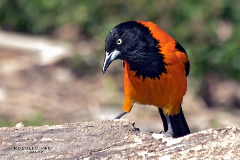 Turpial - Icterus jamacaii
