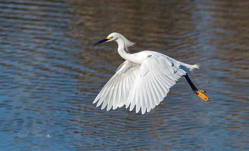 Garcita  al vuelo