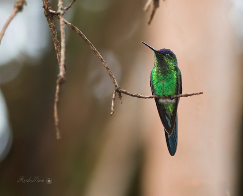 Picaflor corona violcea