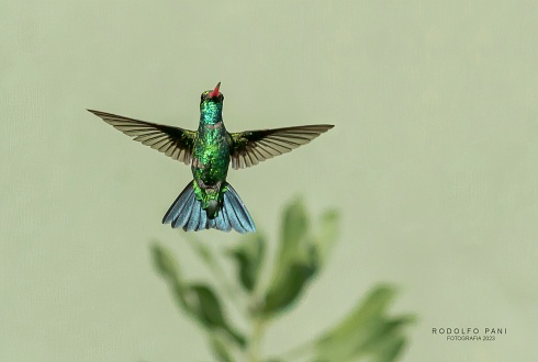 Picaflor Verde