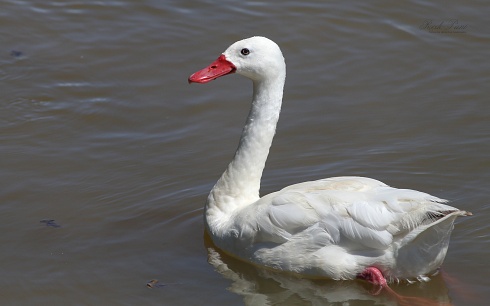 Cisne Coscoroba