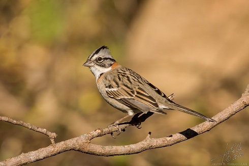 Chingolo -  Zonotrichia capensis