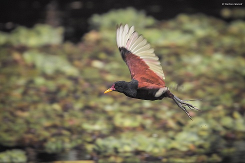 Jacana