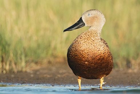 Pato Cuchara