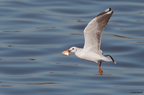 Palometa para la cena