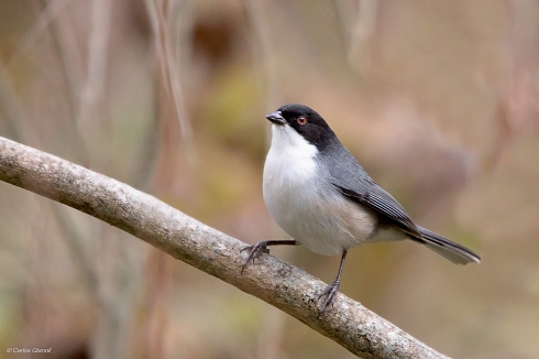 Monterita cabeza negra