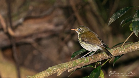 Mosquitero