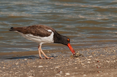 Serie Haematopodidae, Ostrero Pardo