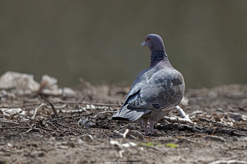 La desapercibida �