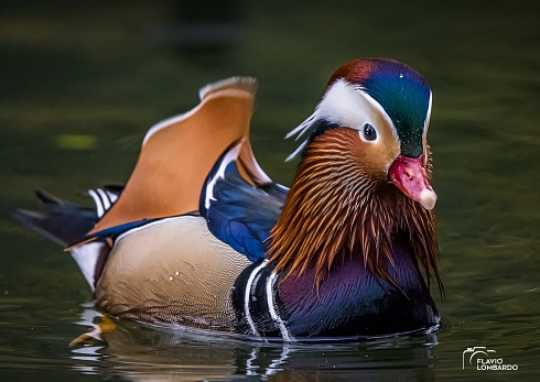 Pato Mandarin