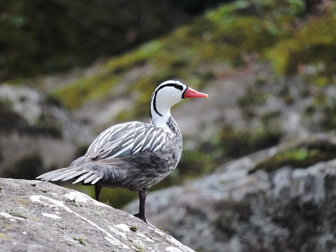 Pato de Torrente