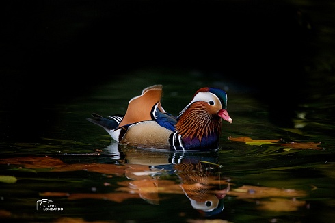 PATO MANDARIN