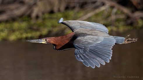 Otro vuelo