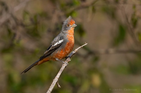 Macho solitario
