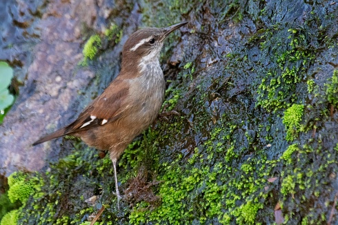 Remolinera Castaa