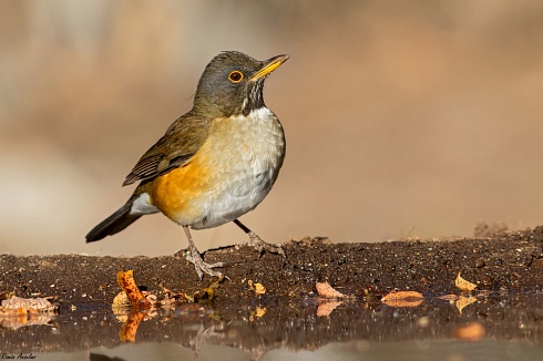 Zorzal Collar Blanco - Turdus albicollis
