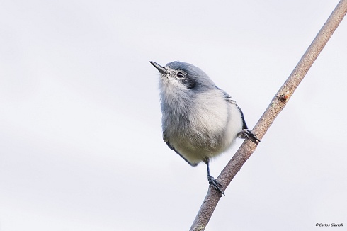 Tacuarita azul