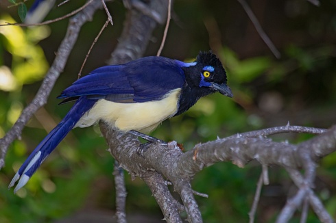 Selva en Galera, Urraca Criolla