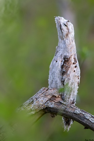 Uruta - Nyctibius griseus