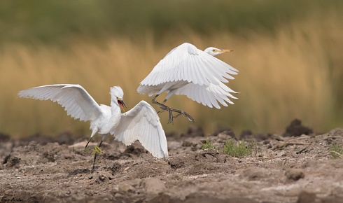 Garcita chica - Egretta thula