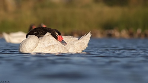 Cisne cuello negro - Cygnus melancoryphus