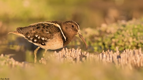 Aguatero - Nycticryphes semicollaris