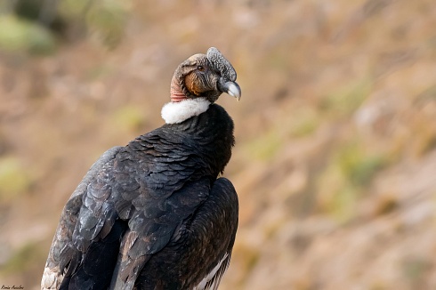 Cndor andino - Vultur gryphus
