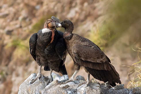 Cndor andino - Vultur gryphus