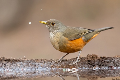 Zorzal colorado - Turdus rufiventris